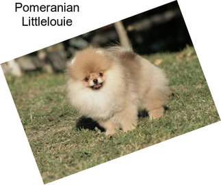 Pomeranian Littlelouie