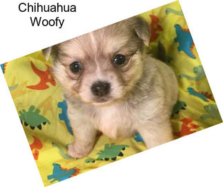 Chihuahua Woofy