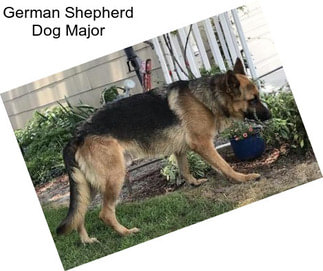 German Shepherd Dog Major