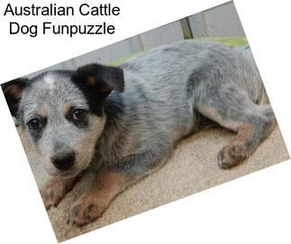 Australian Cattle Dog Funpuzzle