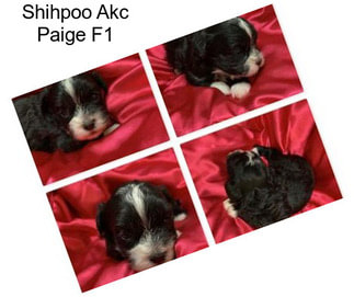 Shihpoo Akc Paige F1