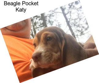 Beagle Pocket Katy