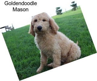 Goldendoodle Mason