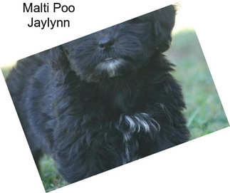 Malti Poo Jaylynn