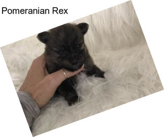 Pomeranian Rex
