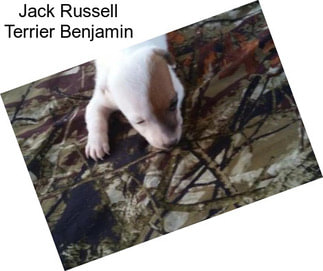 Jack Russell Terrier Benjamin
