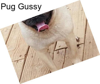 Pug Gussy