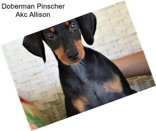 Doberman Pinscher Akc Allison