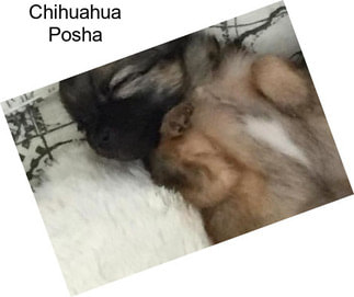 Chihuahua Posha