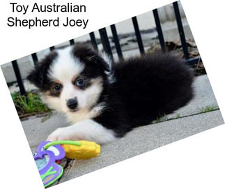 Toy Australian Shepherd Joey