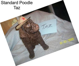 Standard Poodle Taz