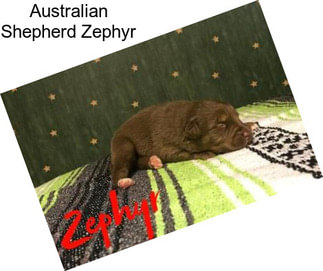 Australian Shepherd Zephyr