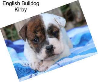 English Bulldog Kirby