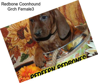 Redbone Coonhound Grch Female3