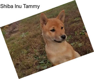 Shiba Inu Tammy