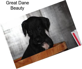 Great Dane Beauty