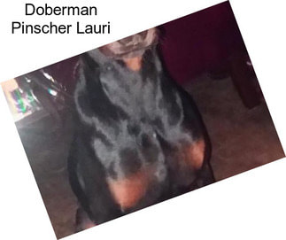 Doberman Pinscher Lauri