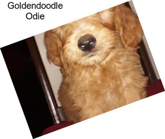 Goldendoodle Odie
