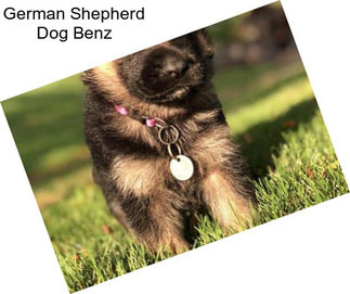 German Shepherd Dog Benz