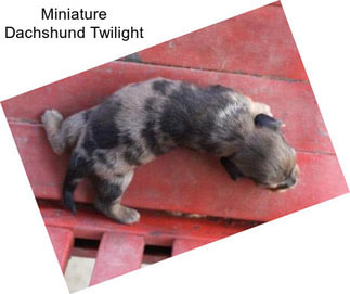 Miniature Dachshund Twilight