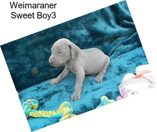 Weimaraner Sweet Boy3