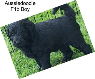 Aussiedoodle F1b Boy