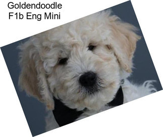 Goldendoodle F1b Eng Mini