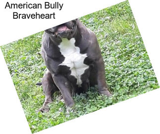 American Bully Braveheart