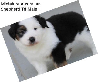 Miniature Australian Shepherd Tri Male 1