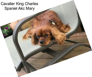 Cavalier King Charles Spaniel Akc Mary