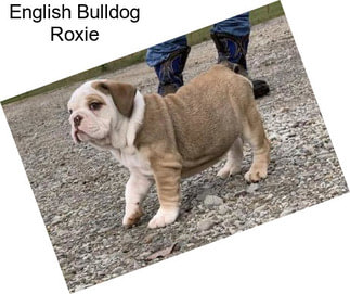 English Bulldog Roxie