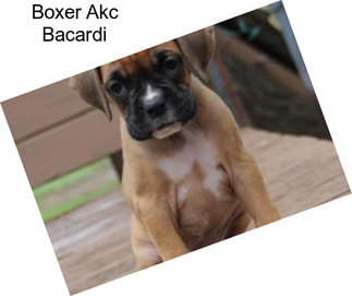 Boxer Akc Bacardi