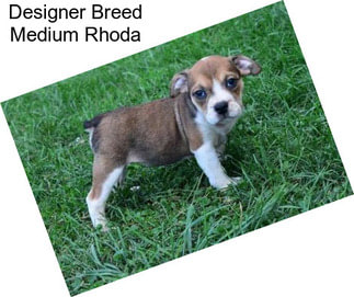 Designer Breed Medium Rhoda