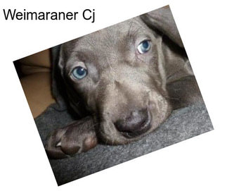 Weimaraner Cj