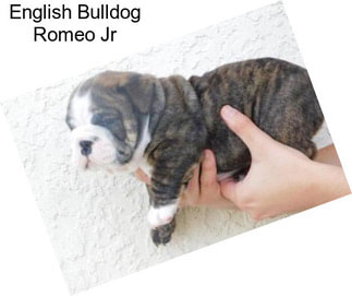 English Bulldog Romeo Jr