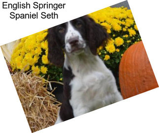 English Springer Spaniel Seth