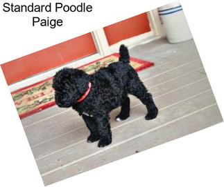 Standard Poodle Paige