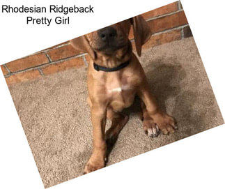 Rhodesian Ridgeback Pretty Girl