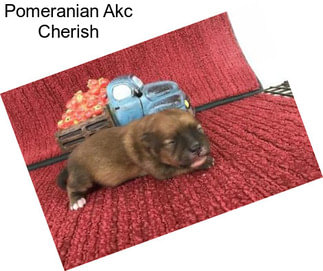 Pomeranian Akc Cherish