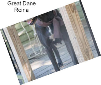 Great Dane Reina