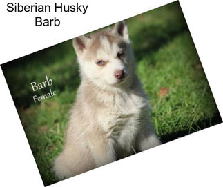 Siberian Husky Barb