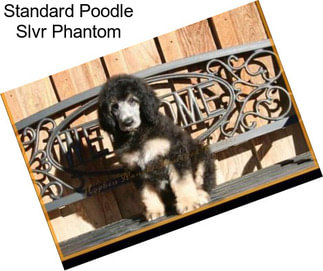 Standard Poodle Slvr Phantom