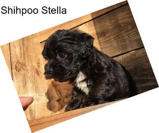 Shihpoo Stella