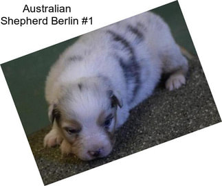 Australian Shepherd Berlin #1