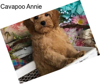 Cavapoo Annie
