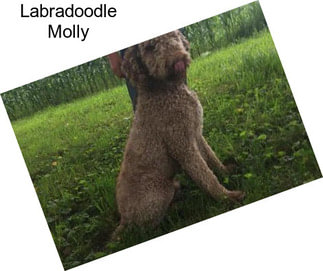 Labradoodle Molly