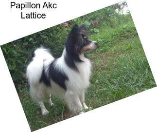 Papillon Akc Lattice