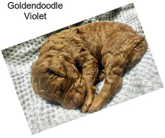 Goldendoodle Violet