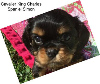 Cavalier King Charles Spaniel Simon