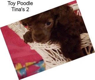 Toy Poodle Tina\'s 2